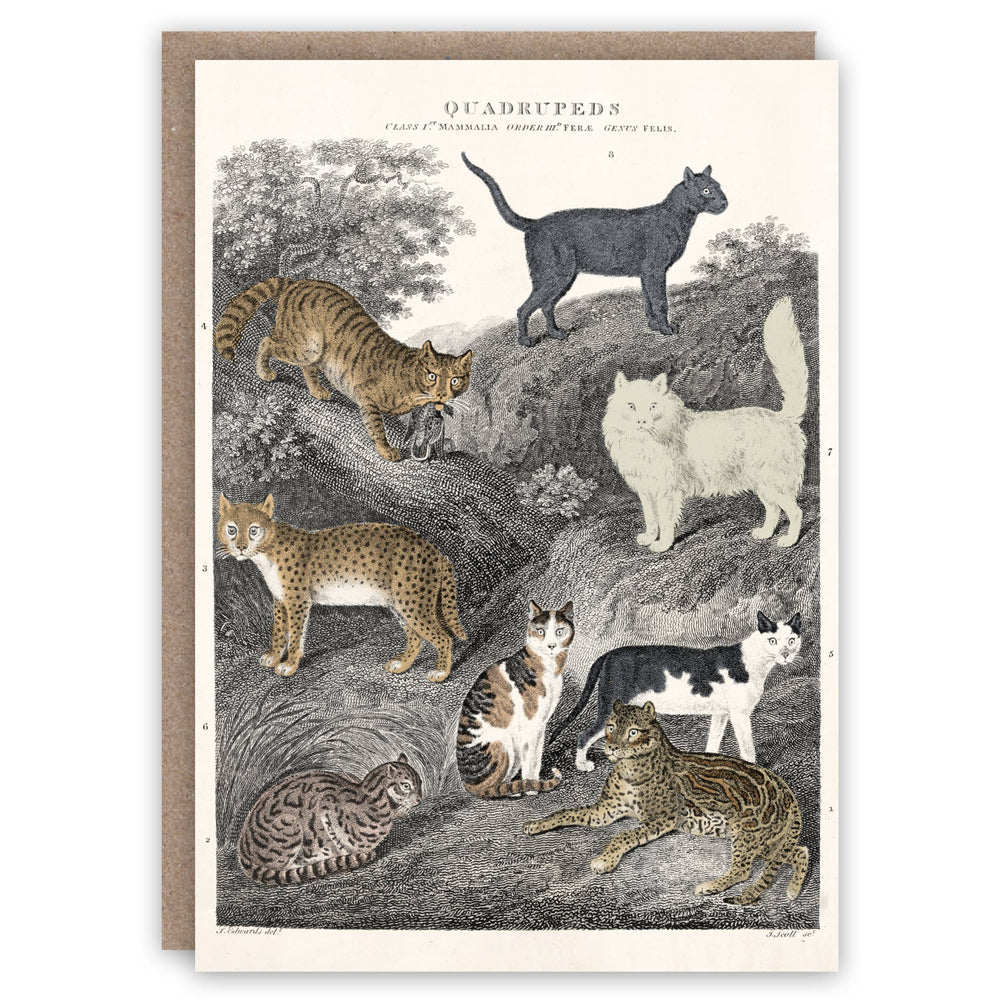 The Pattern Book - Cats greeting card