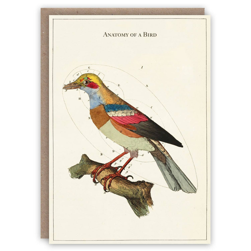 The Pattern Book - Anatomy of a Bird greeting card