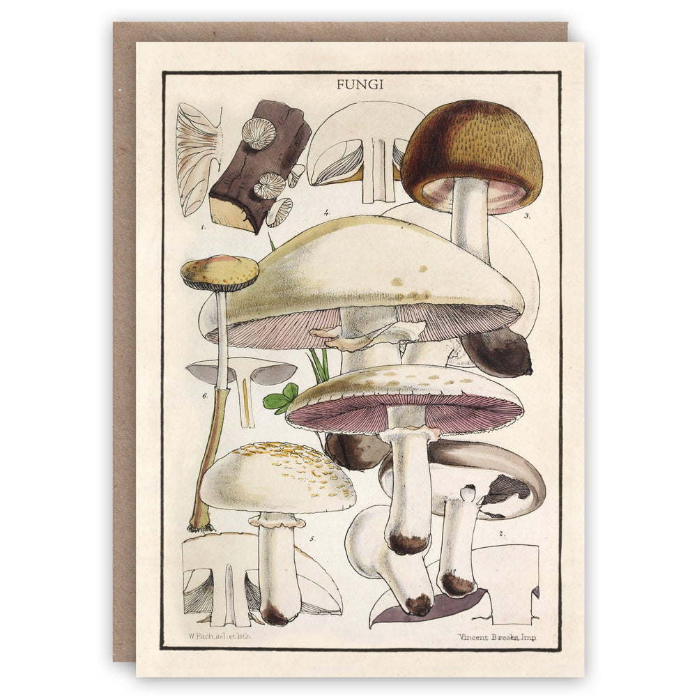 The Pattern Book - Fungi greeting card