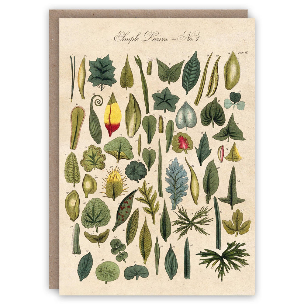 The Pattern Book - Leaves greeting card