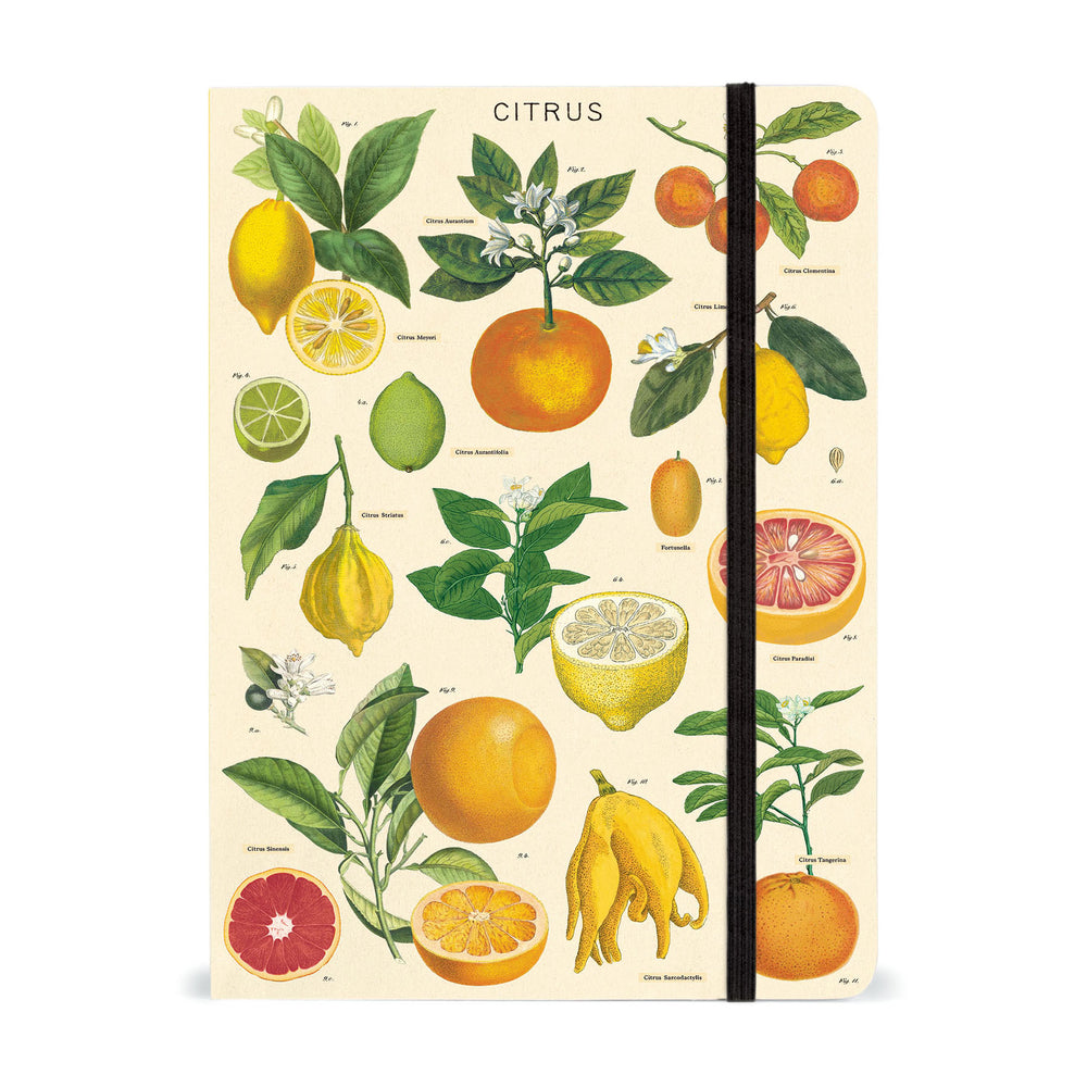 Large Notebooks - Citrus