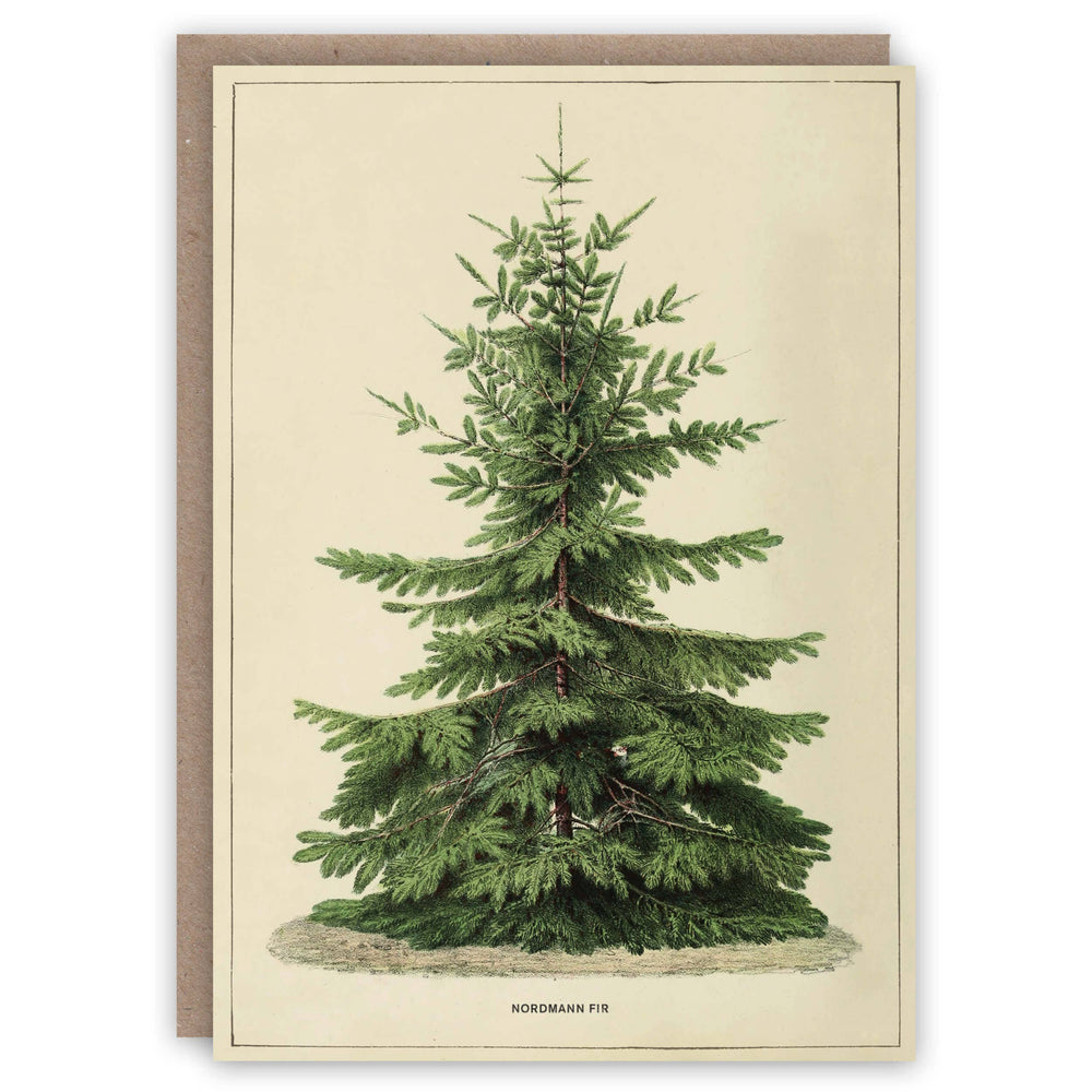 The Pattern Book - Nordmann Fir Christmas card