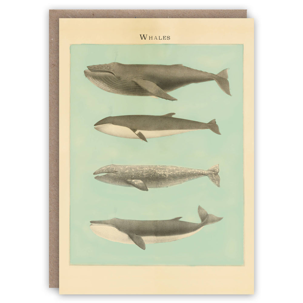 The Pattern Book - Whales greeting card