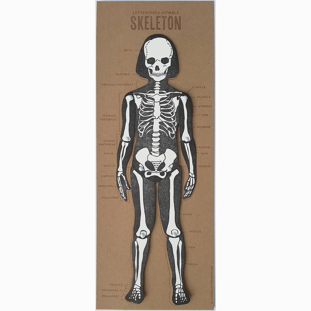 Blackbird Letterpress - Skeleton Articulated figure